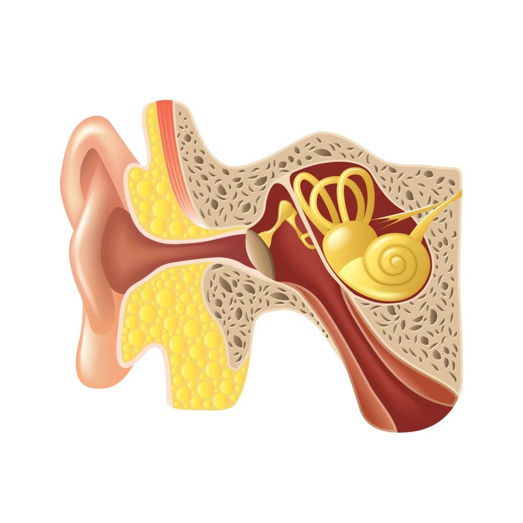 Ohrbeschwerden (Anatomie des Ohres)